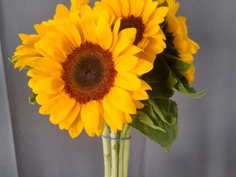 Flores – Imagen 23